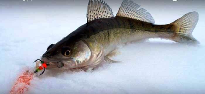 Ловля судака зимой